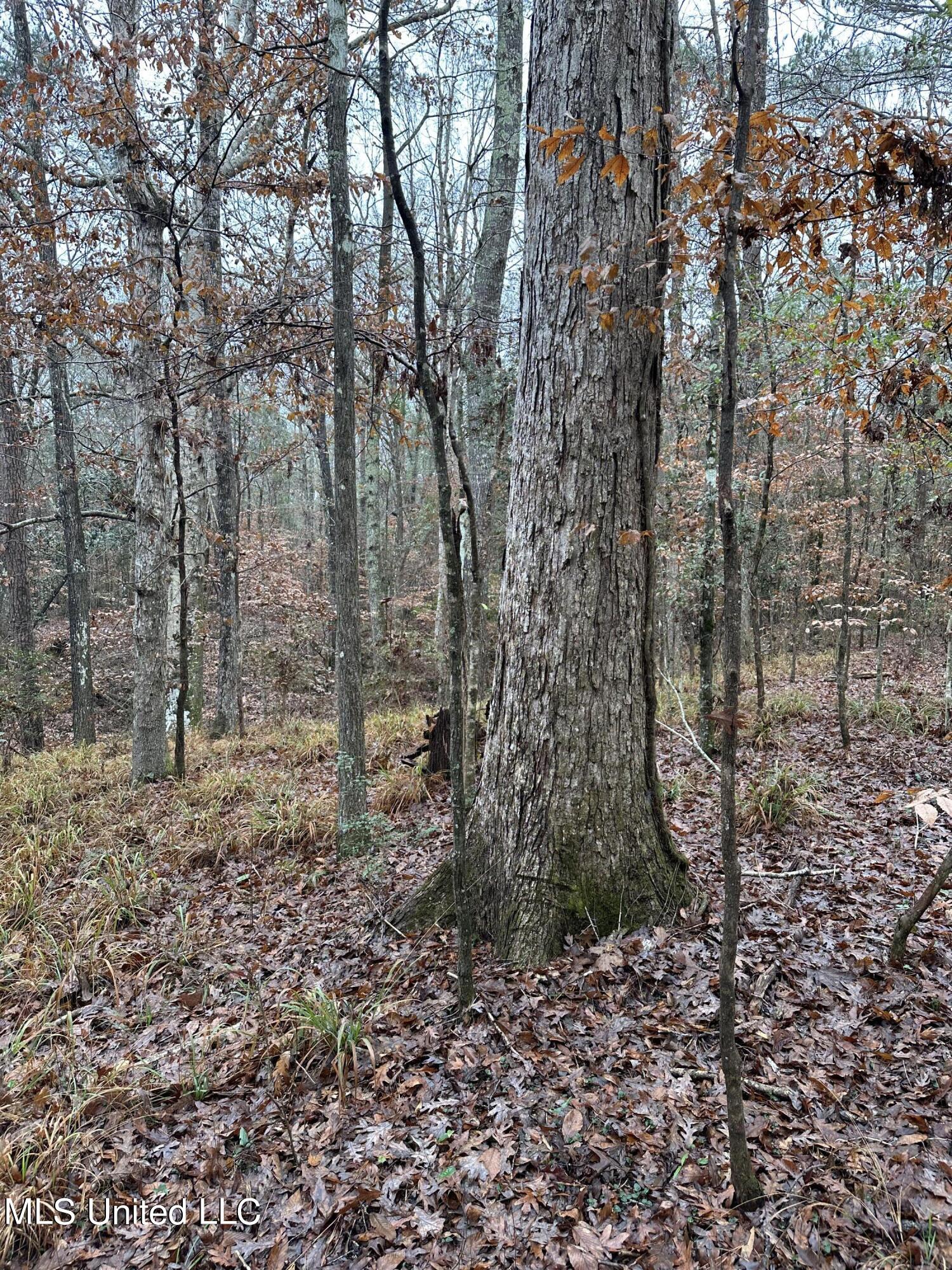 North David Sherman Road Newhebron, MS 39140 - Photo 11 of 23 IMG_0579