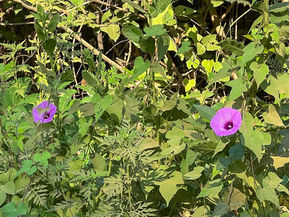 0 Shady Grove Road Woodville, TX 75979 - Photo 7 of 12