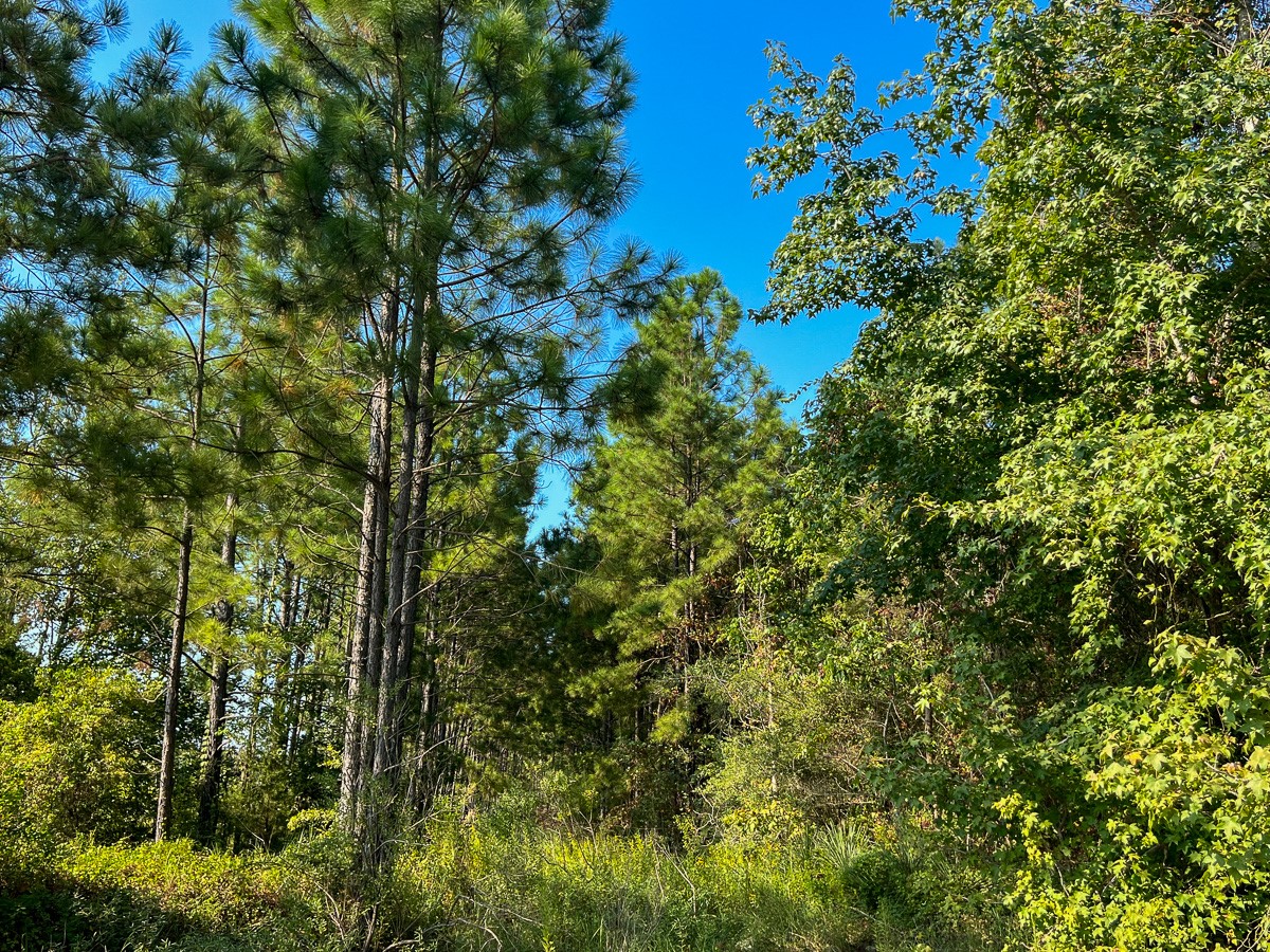 0 Shady Grove Road Woodville, TX 75979 - Photo 9 of 12