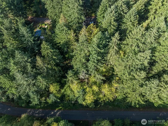 a view of a lush green forest with a street
