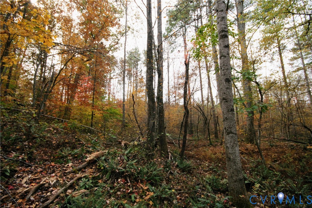 0 Ridge Road Arvonia, VA 23004 - Photo 28 of 48 a view of forest