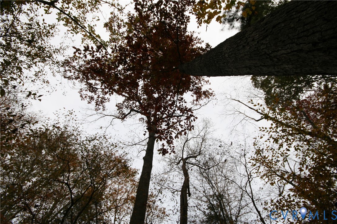 0 Ridge Road Arvonia, VA 23004 - Photo 32 of 48 a view of tree