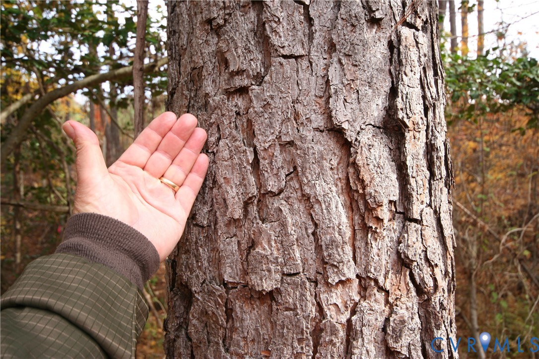 0 Ridge Road Arvonia, VA 23004 - Photo 47 of 48