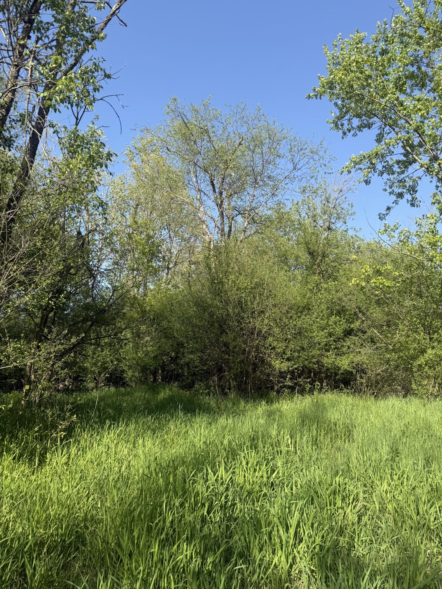 W16875 State Highway 95 Springfield, WI 54659 - Photo 12 of 22 Mature Trees
