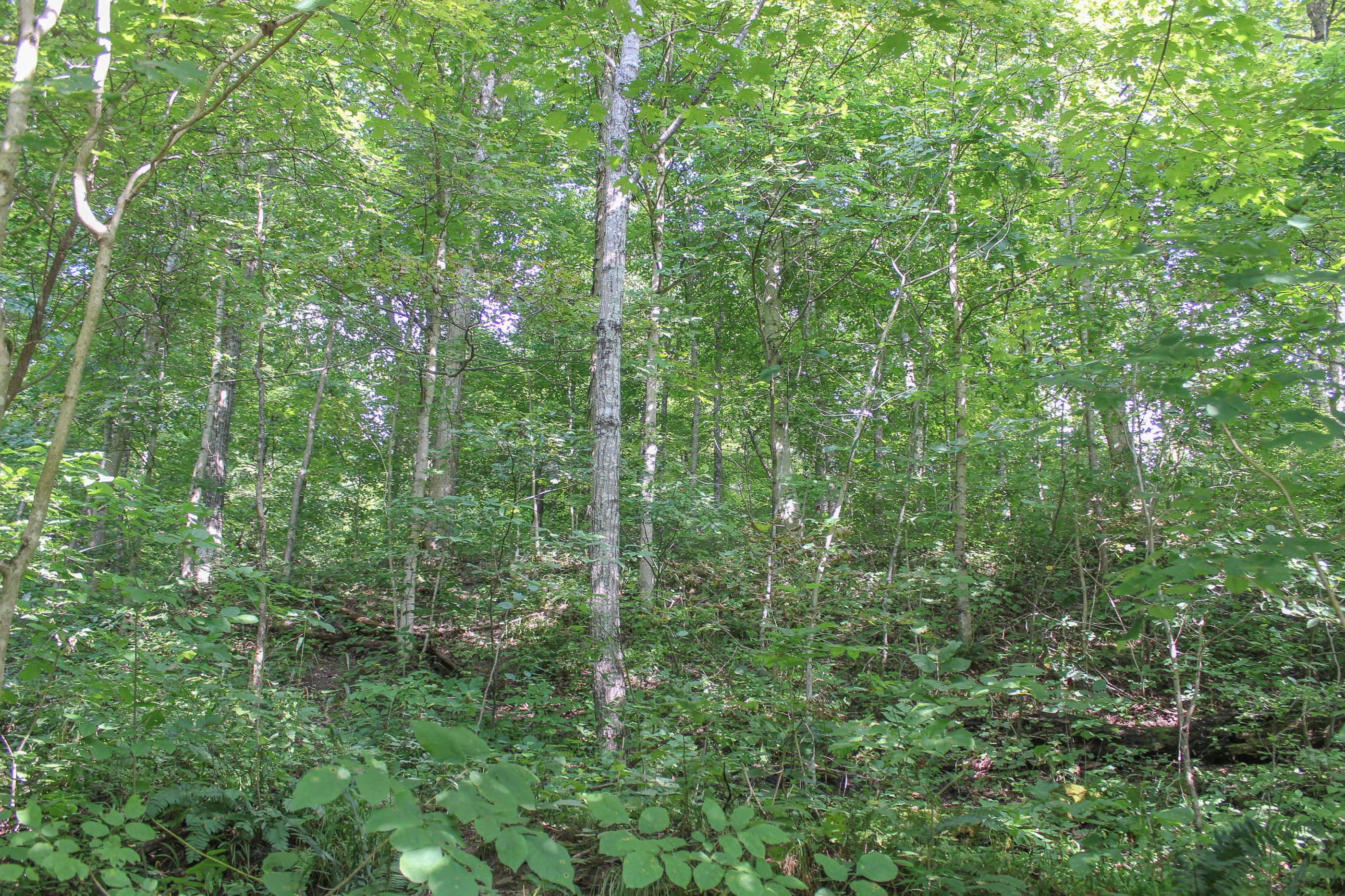 0 Bray Hollow Road McArthur, OH 45651 - Photo 14 of 17