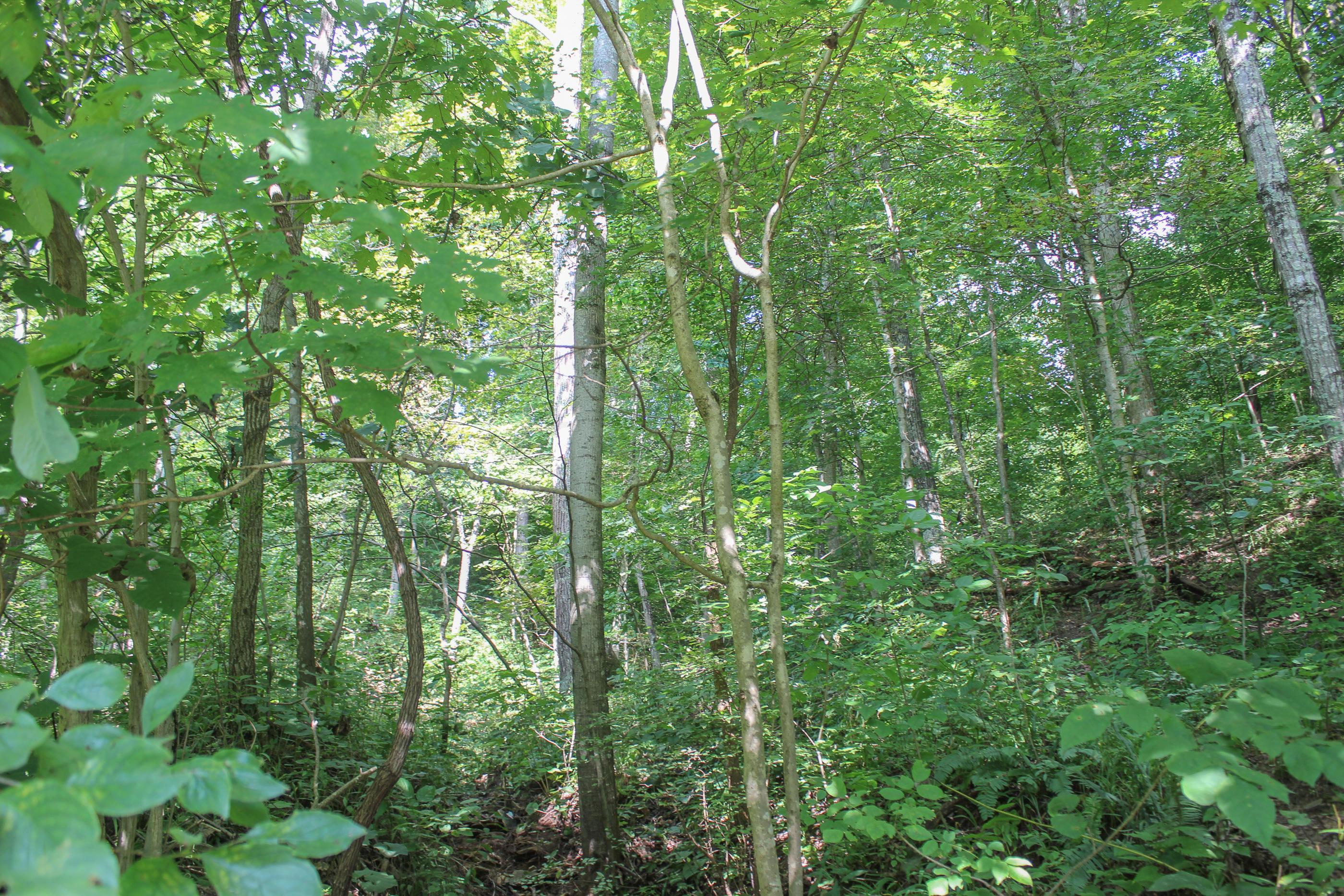 0 Bray Hollow Road McArthur, OH 45651 - Photo 15 of 17