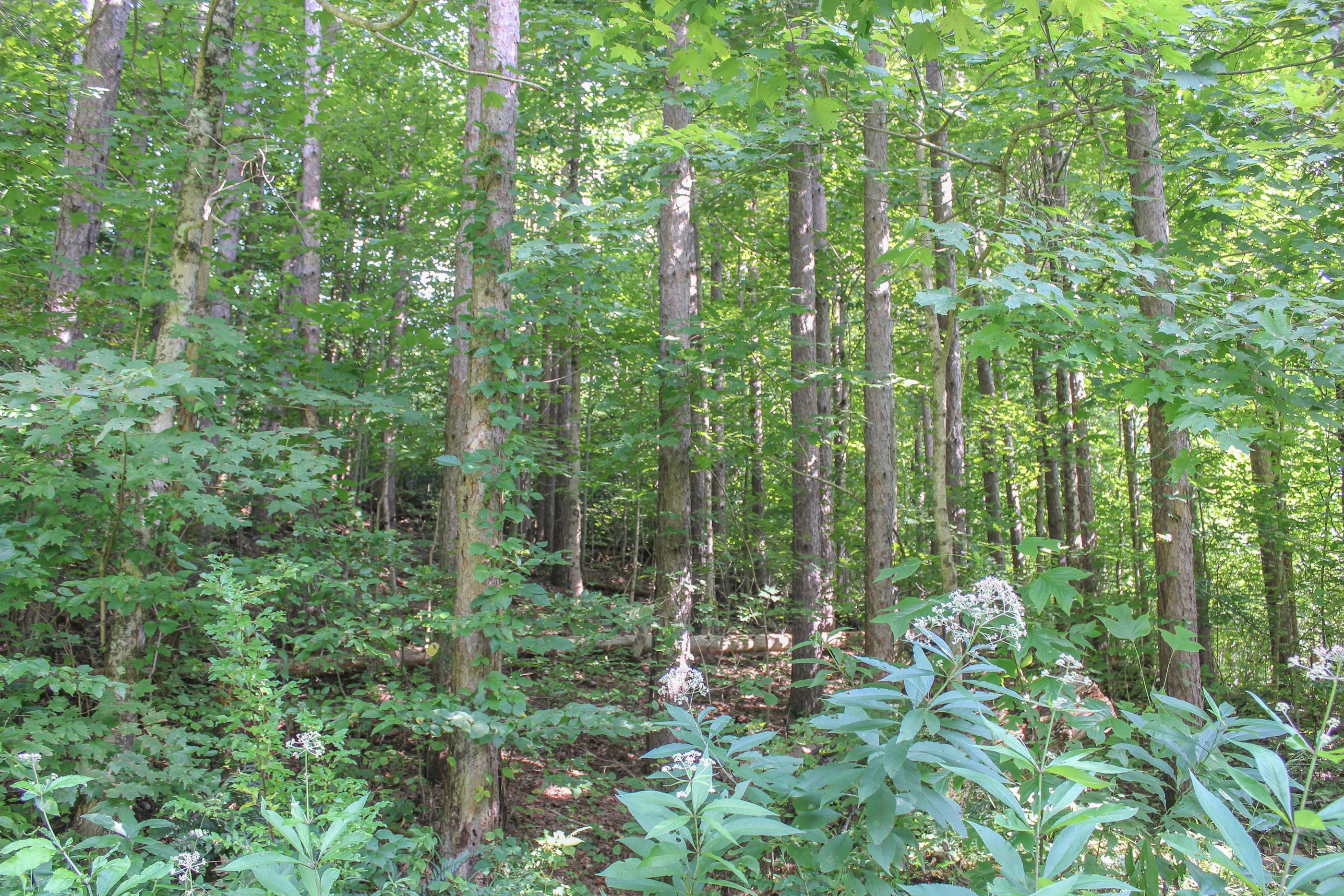 0 Bray Hollow Road McArthur, OH 45651 - Photo 2 of 17