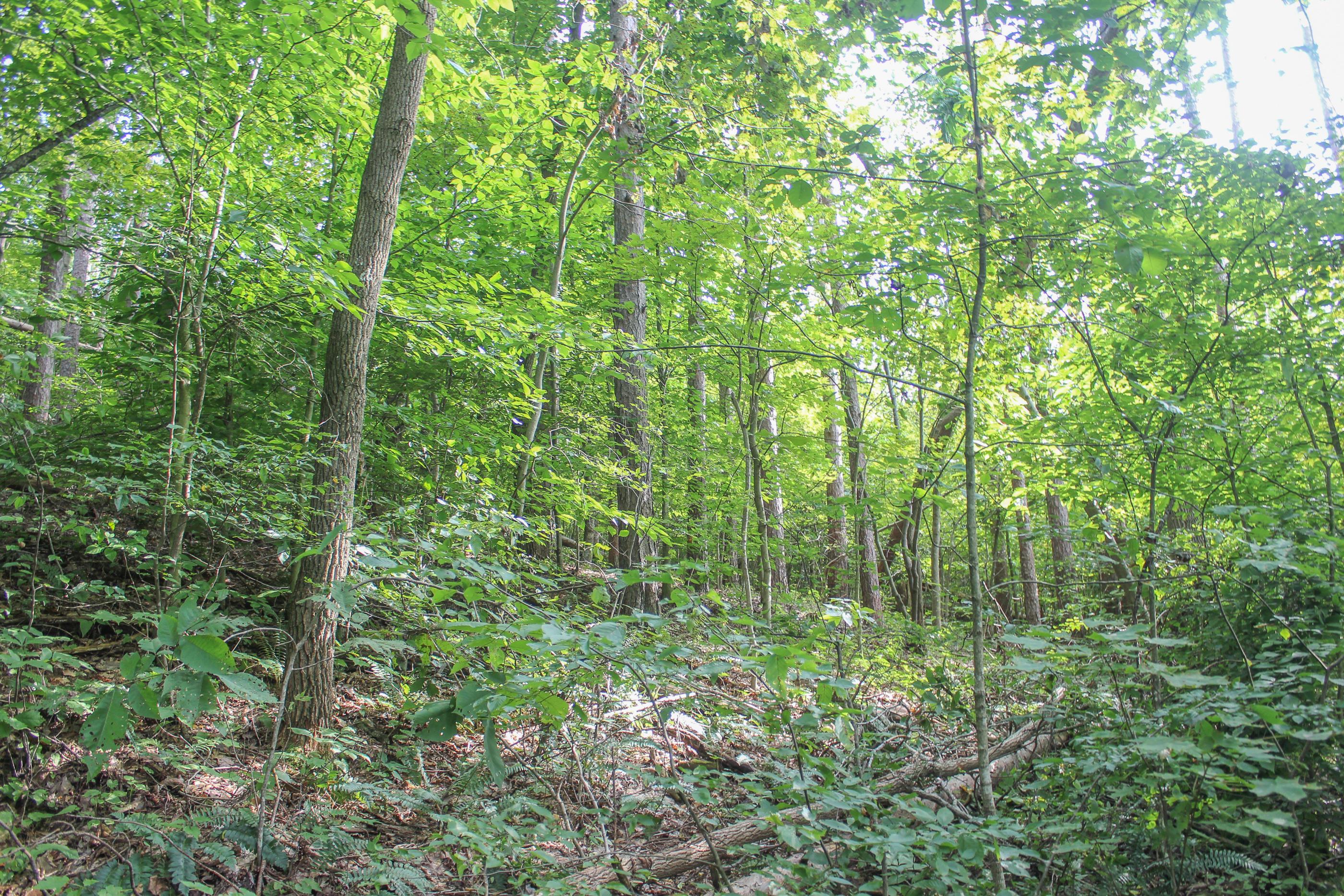 0 Bray Hollow Road McArthur, OH 45651 - Photo 5 of 17