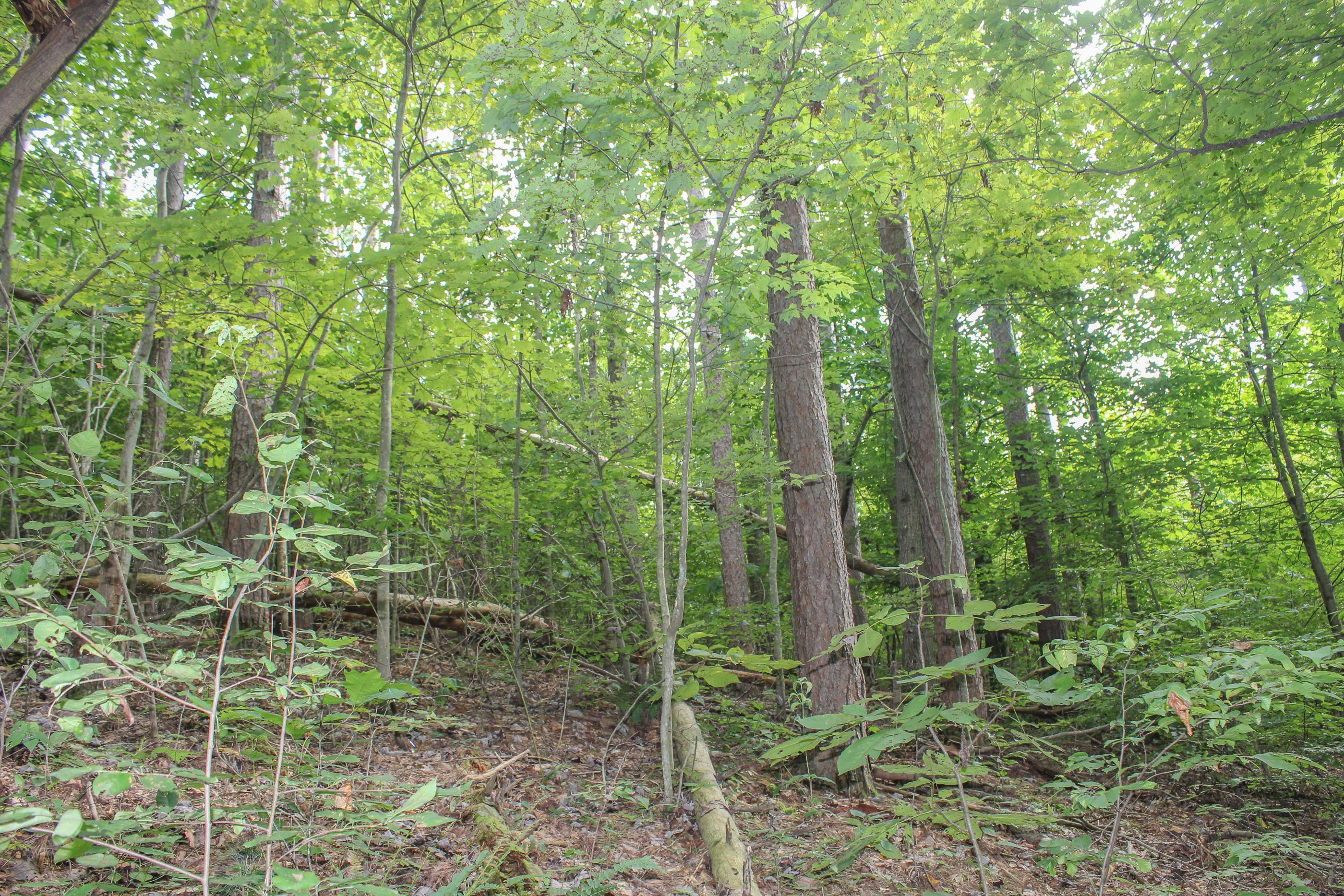 0 Bray Hollow Road McArthur, OH 45651 - Photo 7 of 17