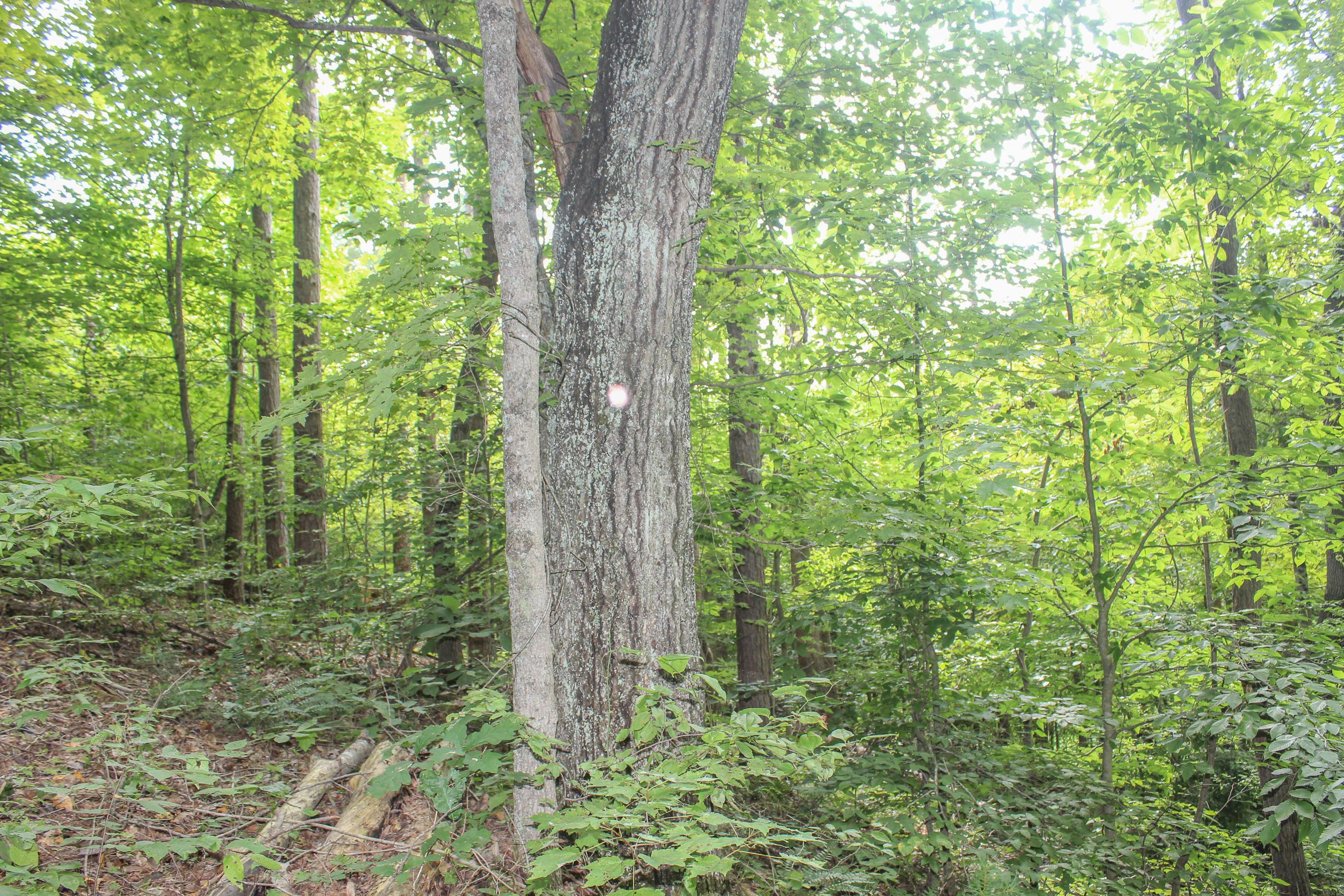 0 Bray Hollow Road McArthur, OH 45651 - Photo 8 of 17