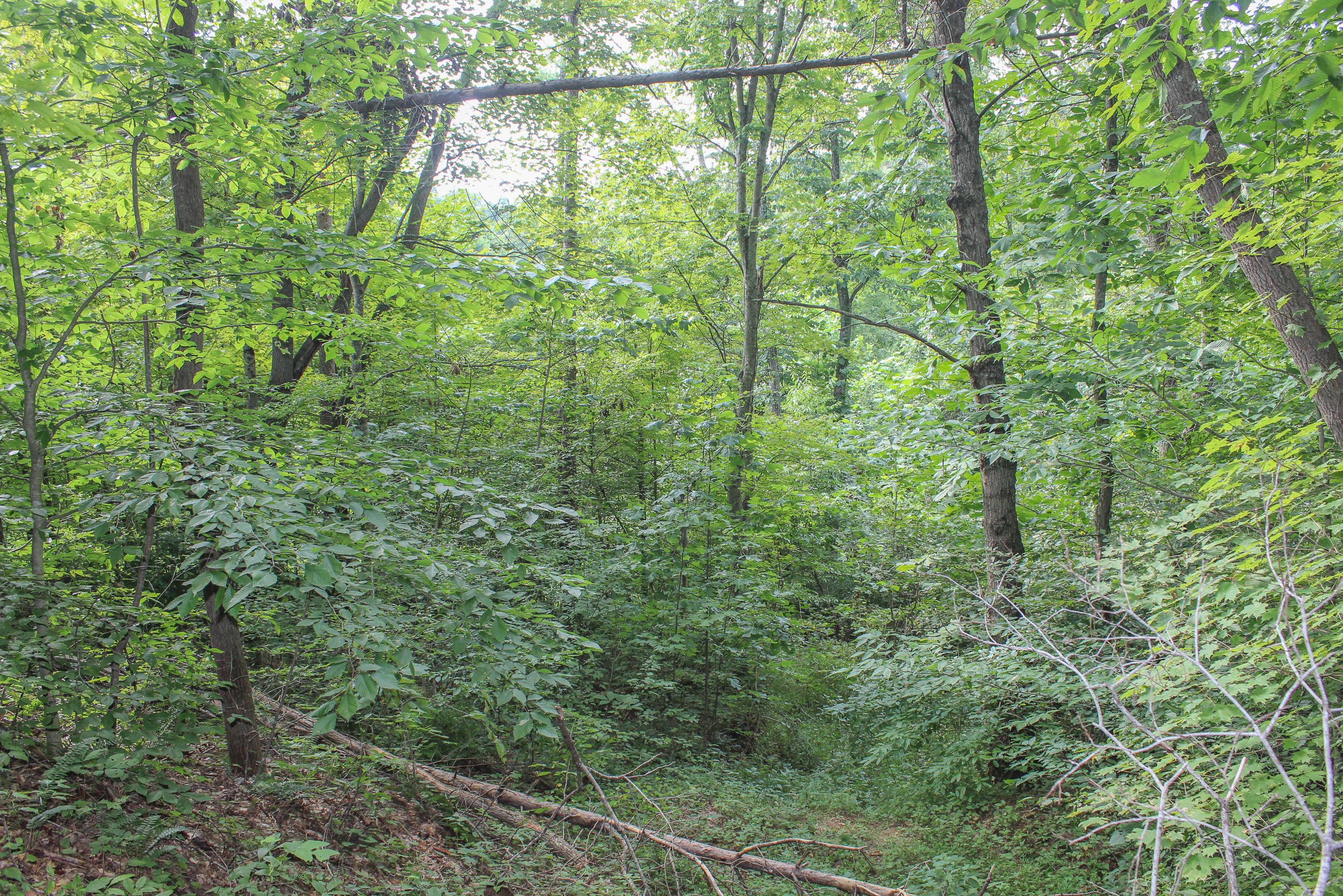 0 Bray Hollow Road McArthur, OH 45651 - Photo 9 of 17