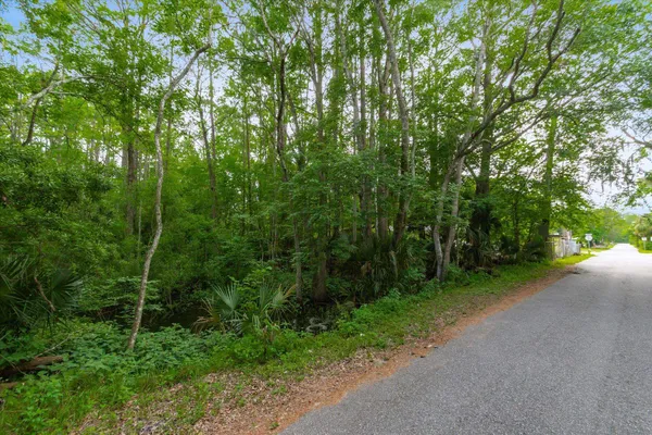 a view of a forest with trees