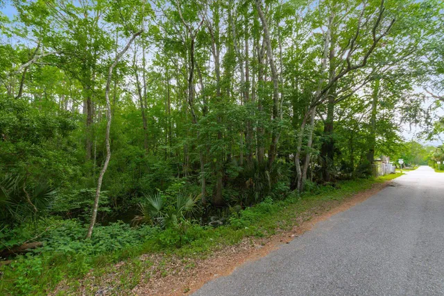 a view of a forest with trees