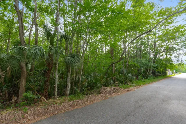 a view of a forest with trees in the background