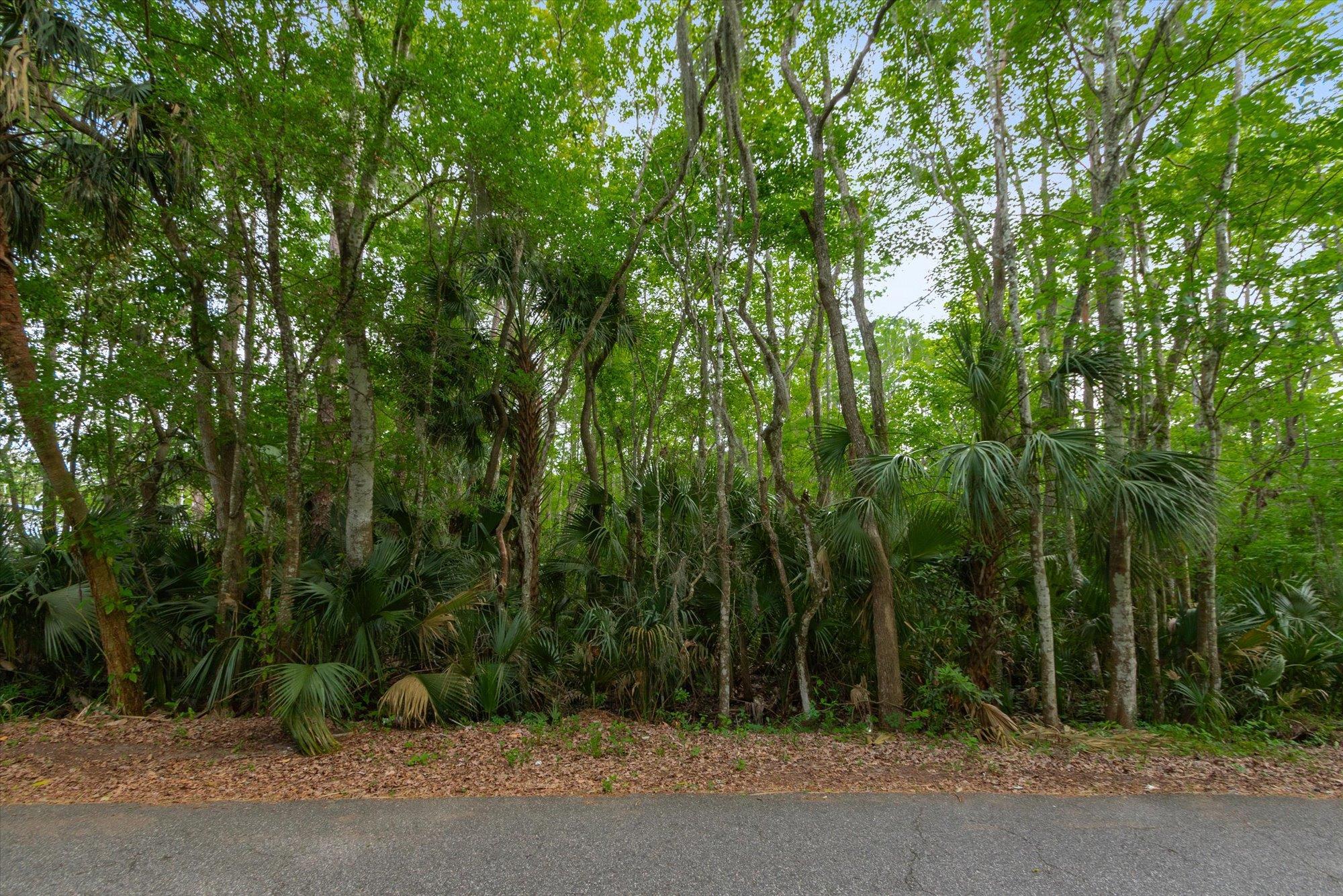 0 West 8th Street St. Augustine, FL 32084 - Photo 19 of 31 a view of a forest