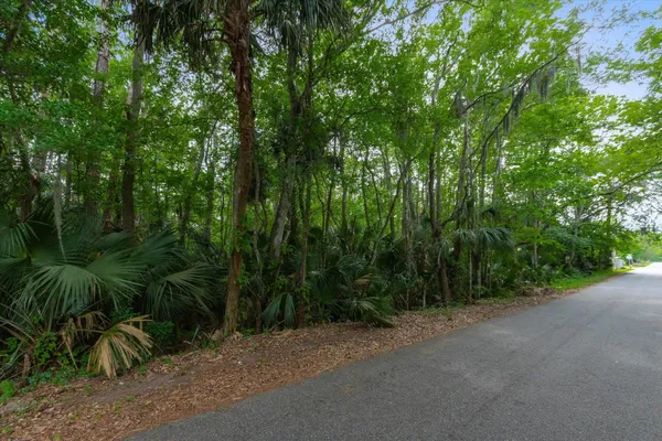 a view of a forest with a trees