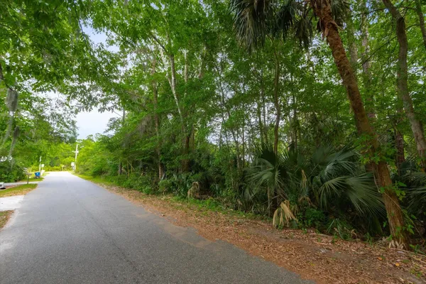 a view of a forest with trees in the background