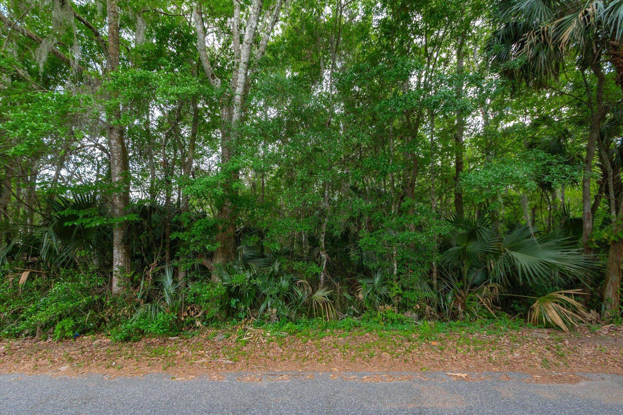 0 West 8th Street St. Augustine, FL 32084 - Photo 22 of 31 a view of a forest with a tree