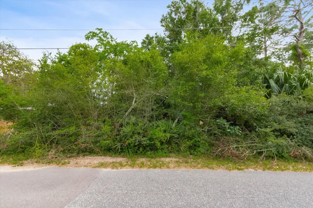 a view of a yard with plants and large trees