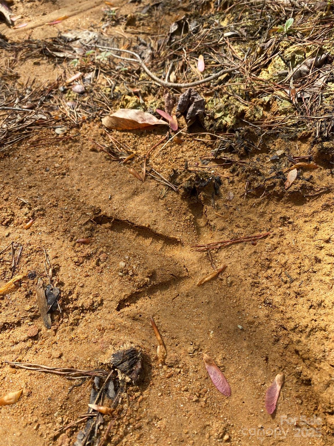 0 Cane Creek Mountain Road Bostic, NC 28018 - Photo 23 of 28