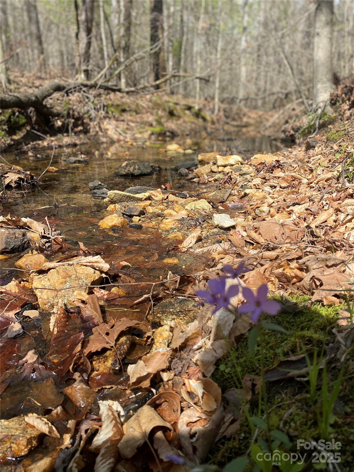 0 Cane Creek Mountain Road Bostic, NC 28018 - Photo 9 of 28