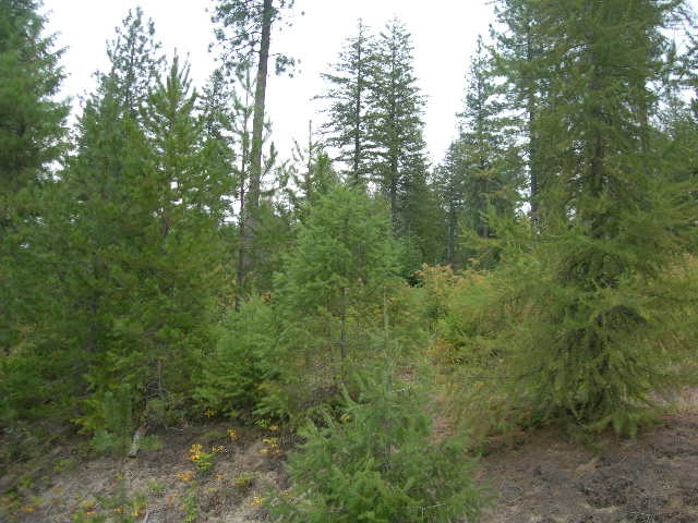 Nna Fertile Valley Road Newport, WA 99156 - Photo 2 of 15 Gallery Image 2