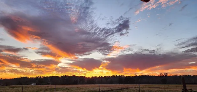 a view of a green field with plants and trees in the background