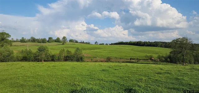 a view of a big yard with potted plants and large trees