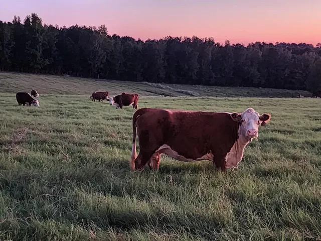 a view of a backyard with table and chairs
