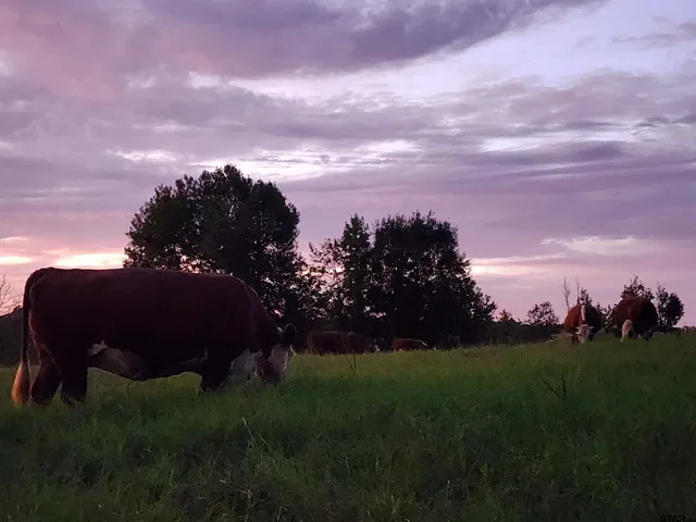 a view of a yard in front of the house