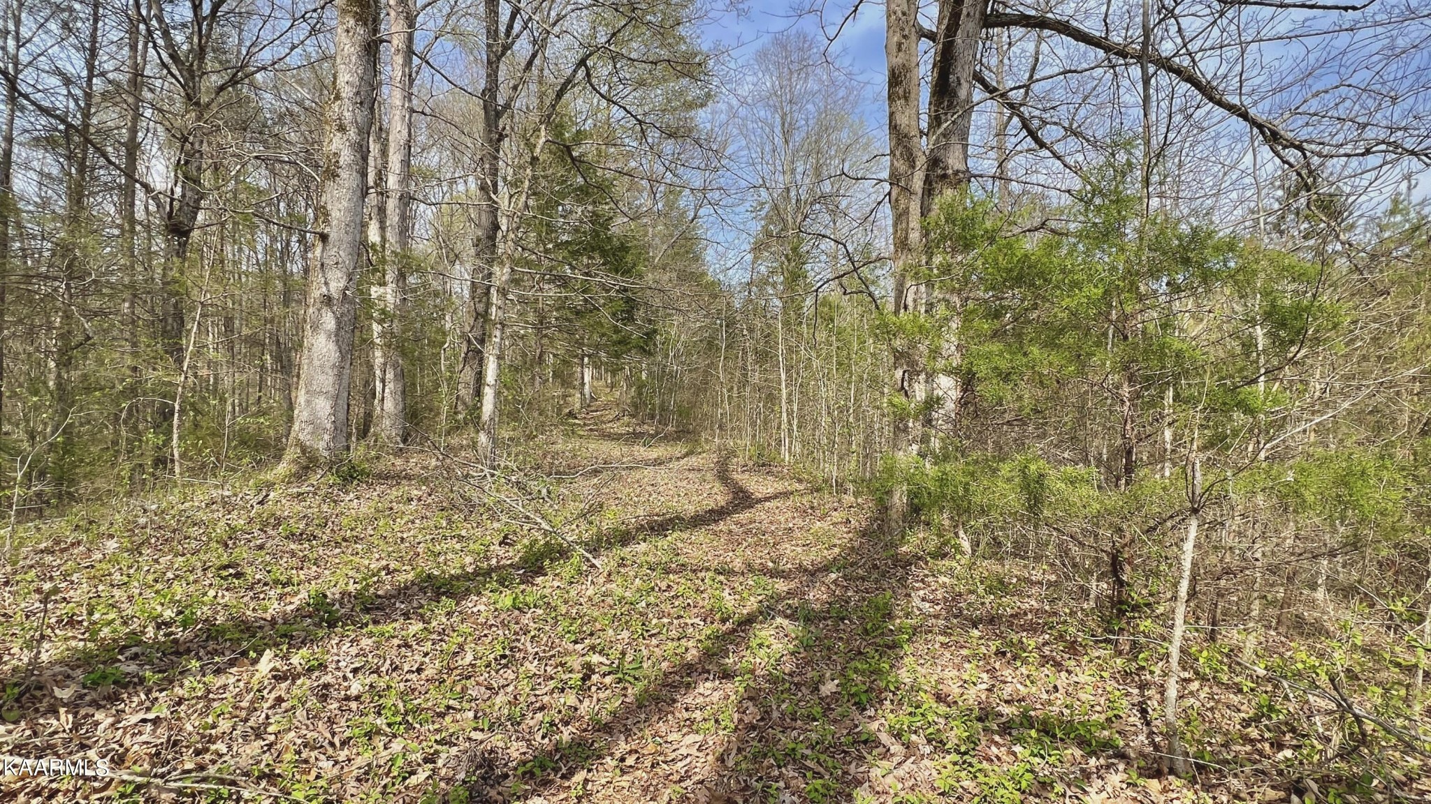 1560 Dripping Springs Road Seymour, TN 37865 - Photo 24 of 46