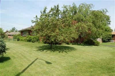 1618 Raleigh Road Lexington, KY 40505 - Photo 17 of 29 A side yard view shows some of the trees