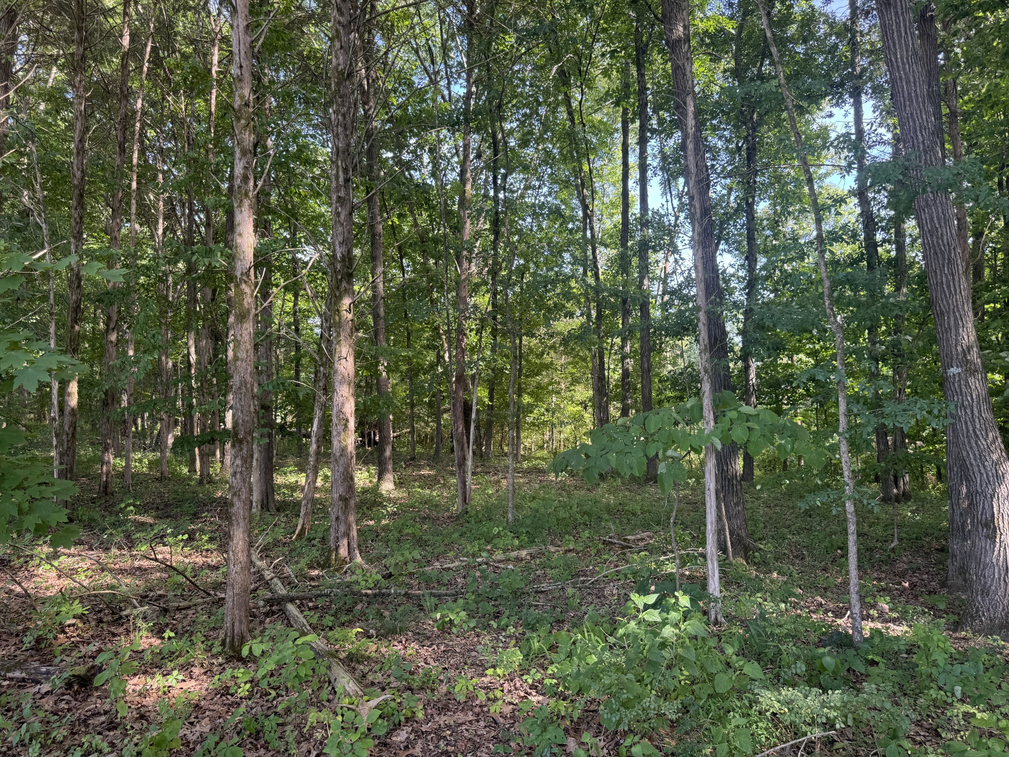 0 Rivy Way Lewisburg, TN 37091 - Photo 6 of 10