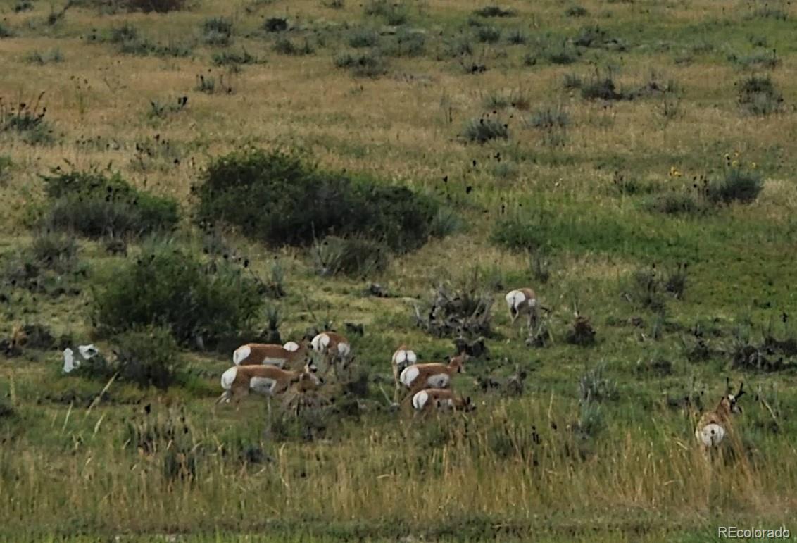 1131 Williams Loop Elizabeth, CO 80107 - Photo 40 of 40 a view of a forest with a street