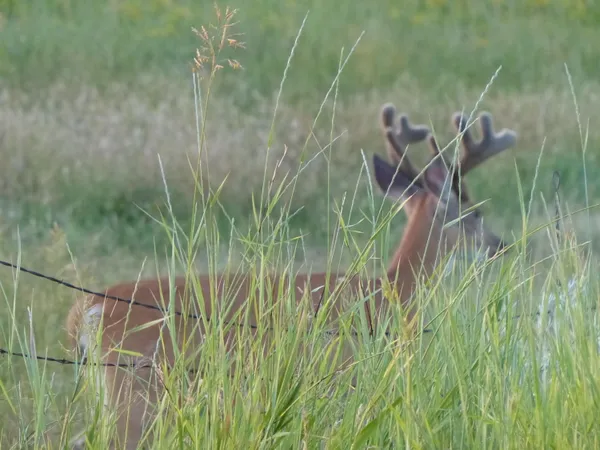 $85,000 | 24 Black Mountain Drive, Dayton, WY 82836