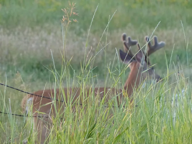 $85,000 | 24 Black Mountain Drive, Dayton, WY 82836