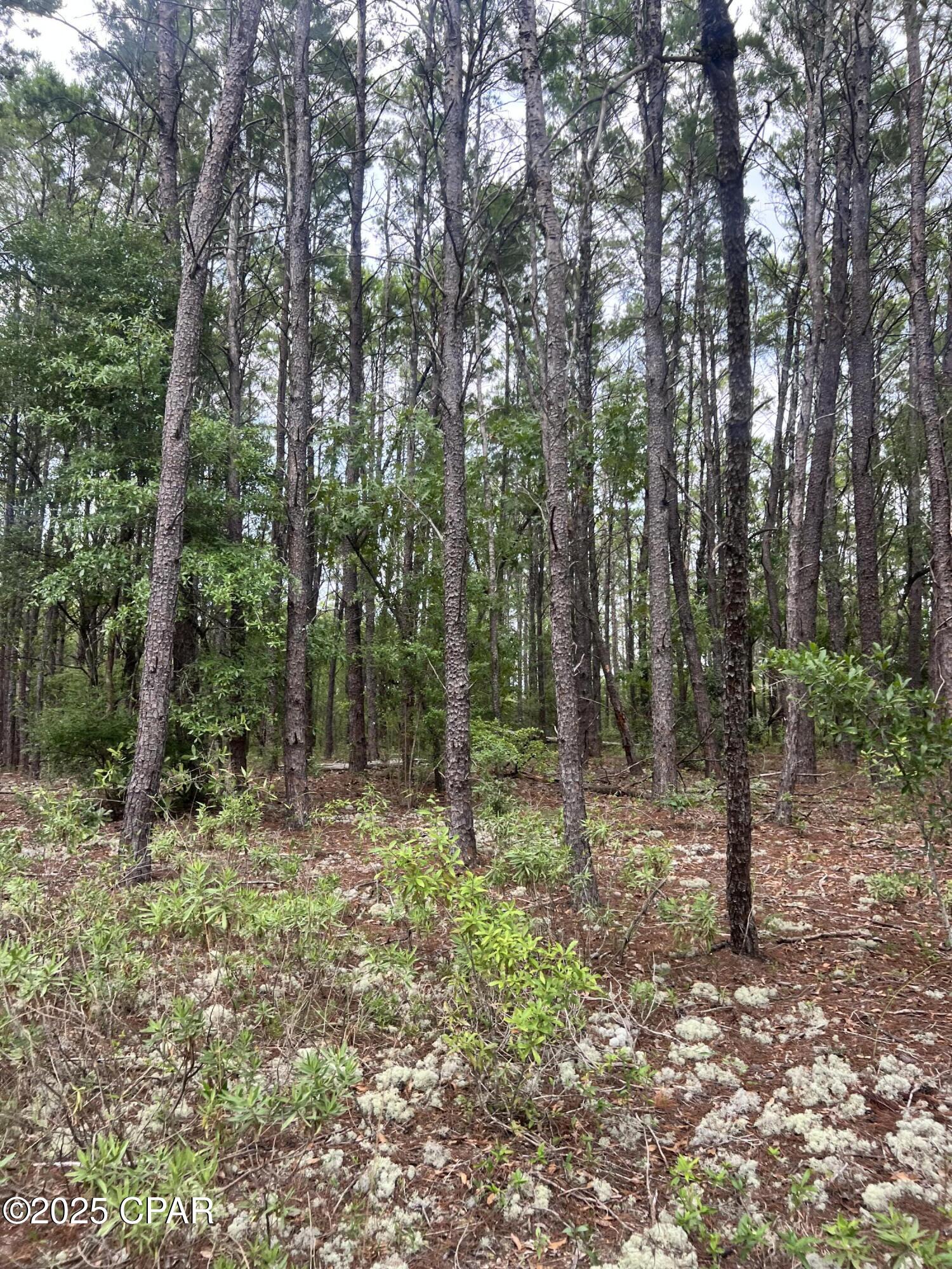 0 Fawn Ridge Chipley, FL 32428 - Photo 5 of 10 Gallery Image 5