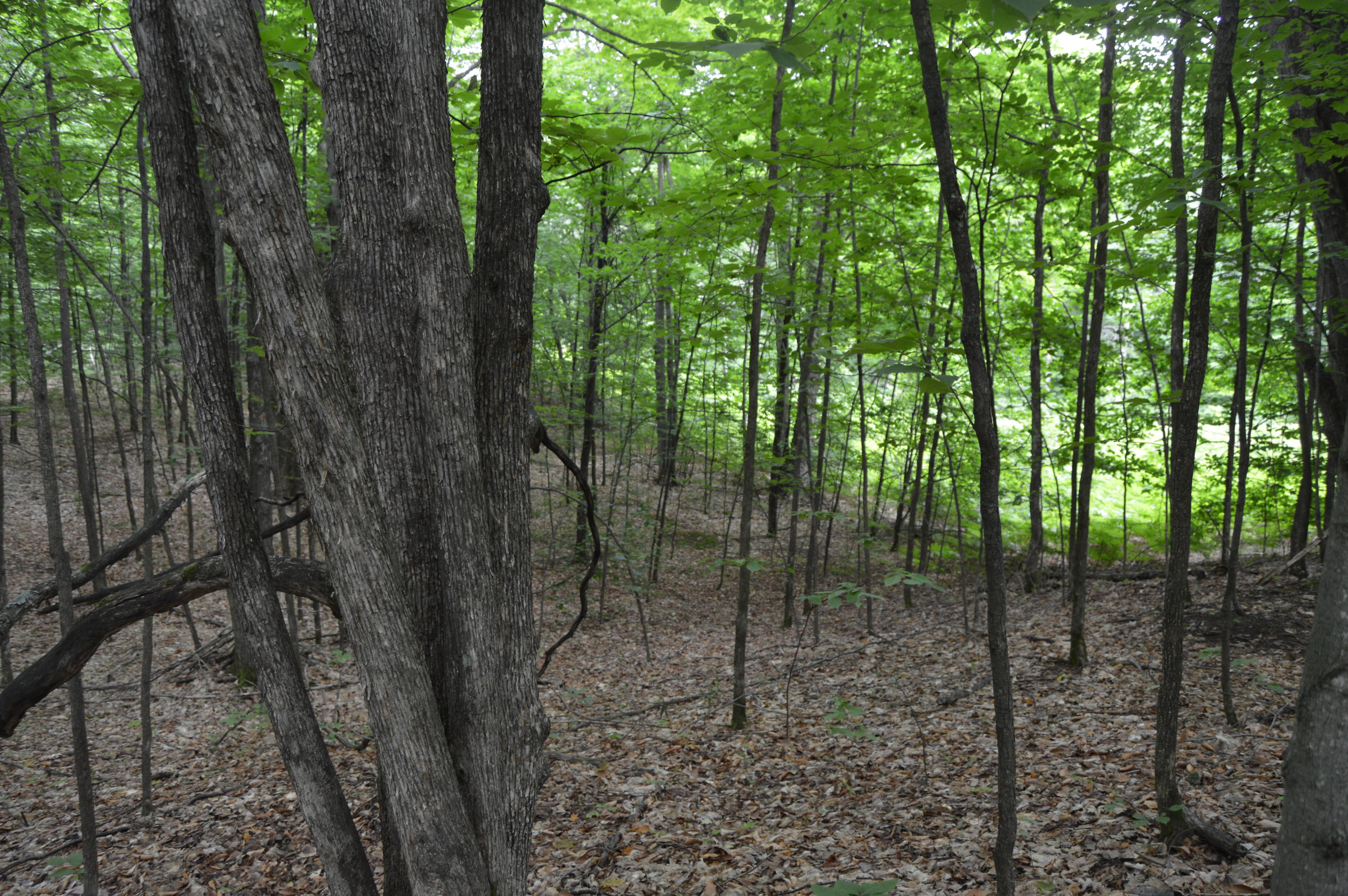 Xxx Adams Road Wolverine, MI 49799 - Photo 1 of 12 Gallery Image 1