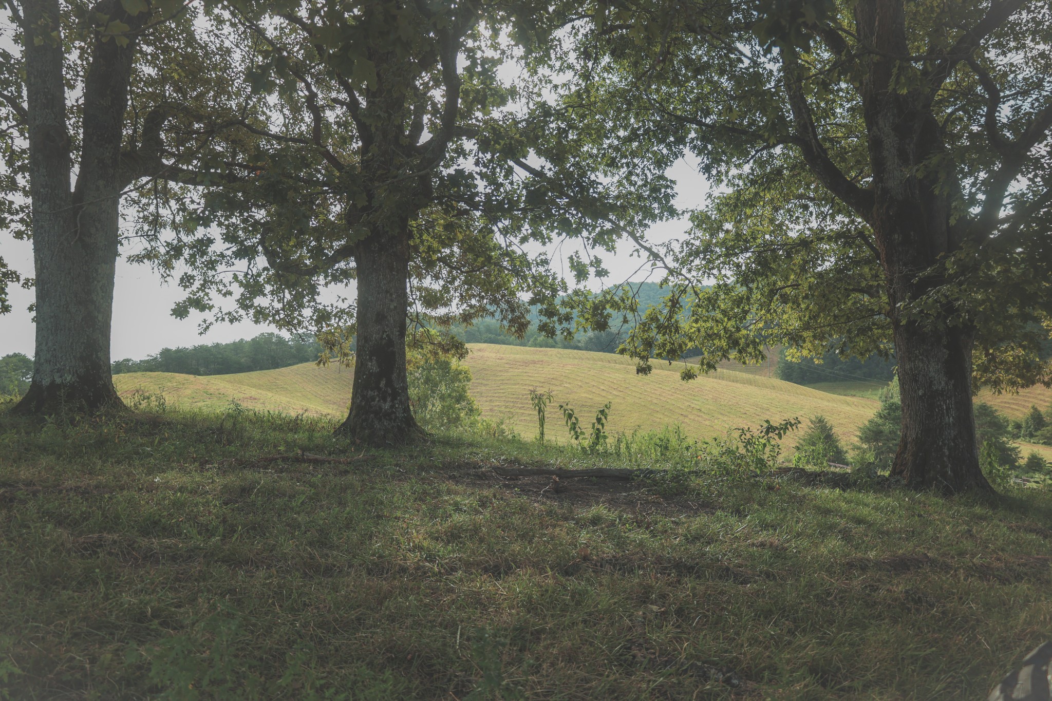 1634 Dixon Branch Road Sevierville, TN 37876 - Photo 68 of 86 Gallery Image 68