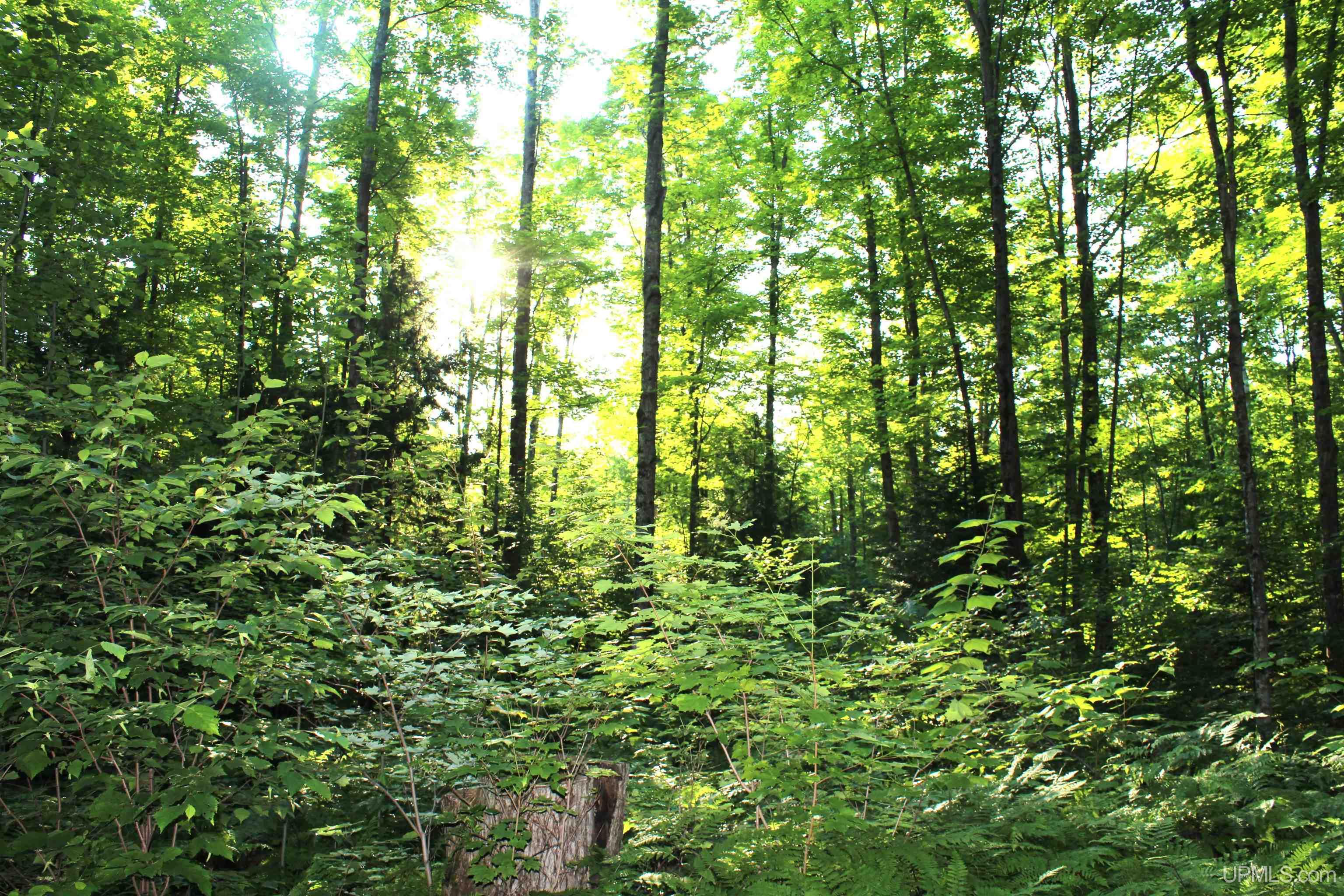 On Alder Cr Road Marquette, MI 49855 - Photo 9 of 20
