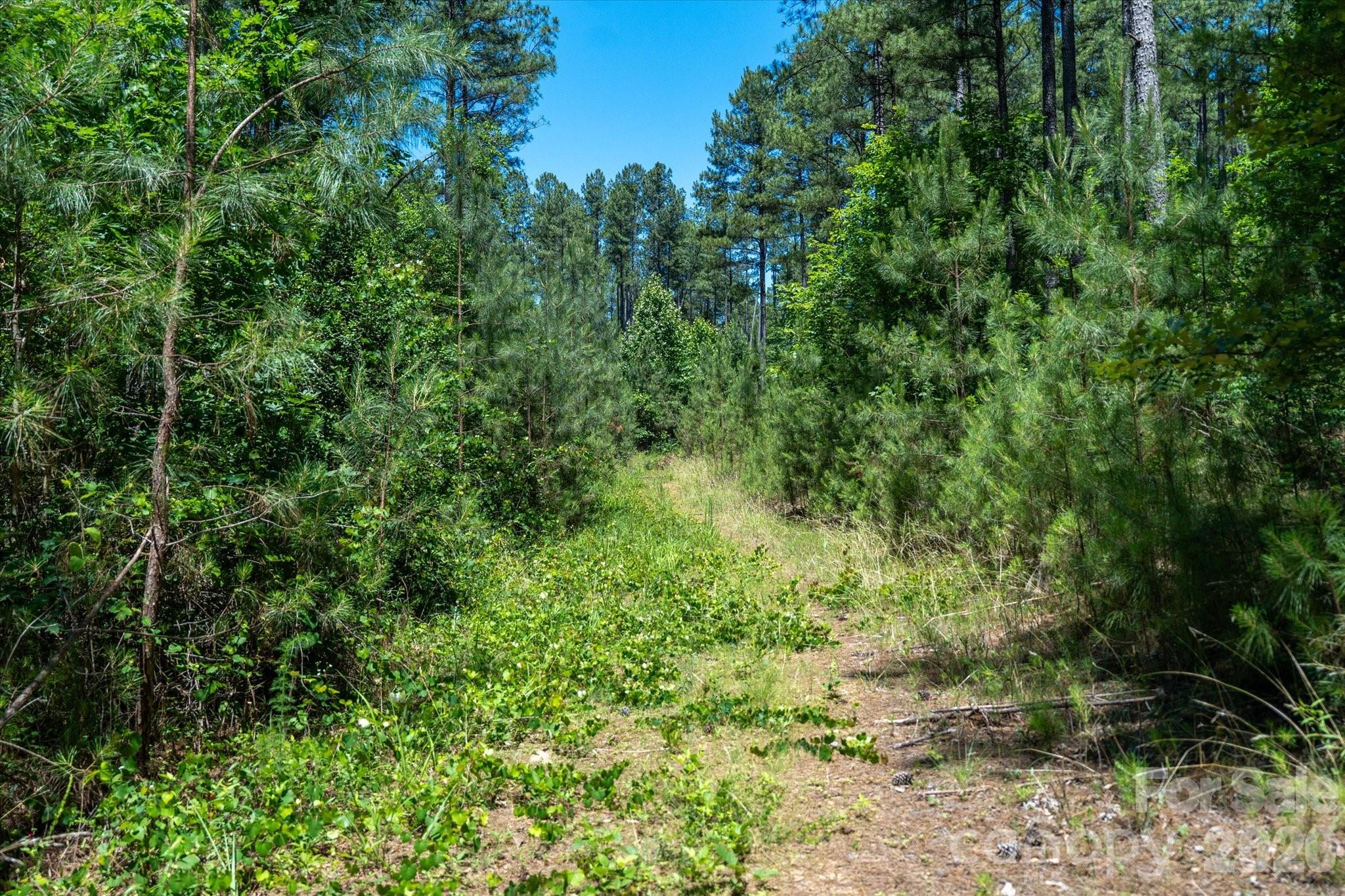 99999 Thompson Lake Road Rutherfordton, NC 28139 - Photo 14 of 24
