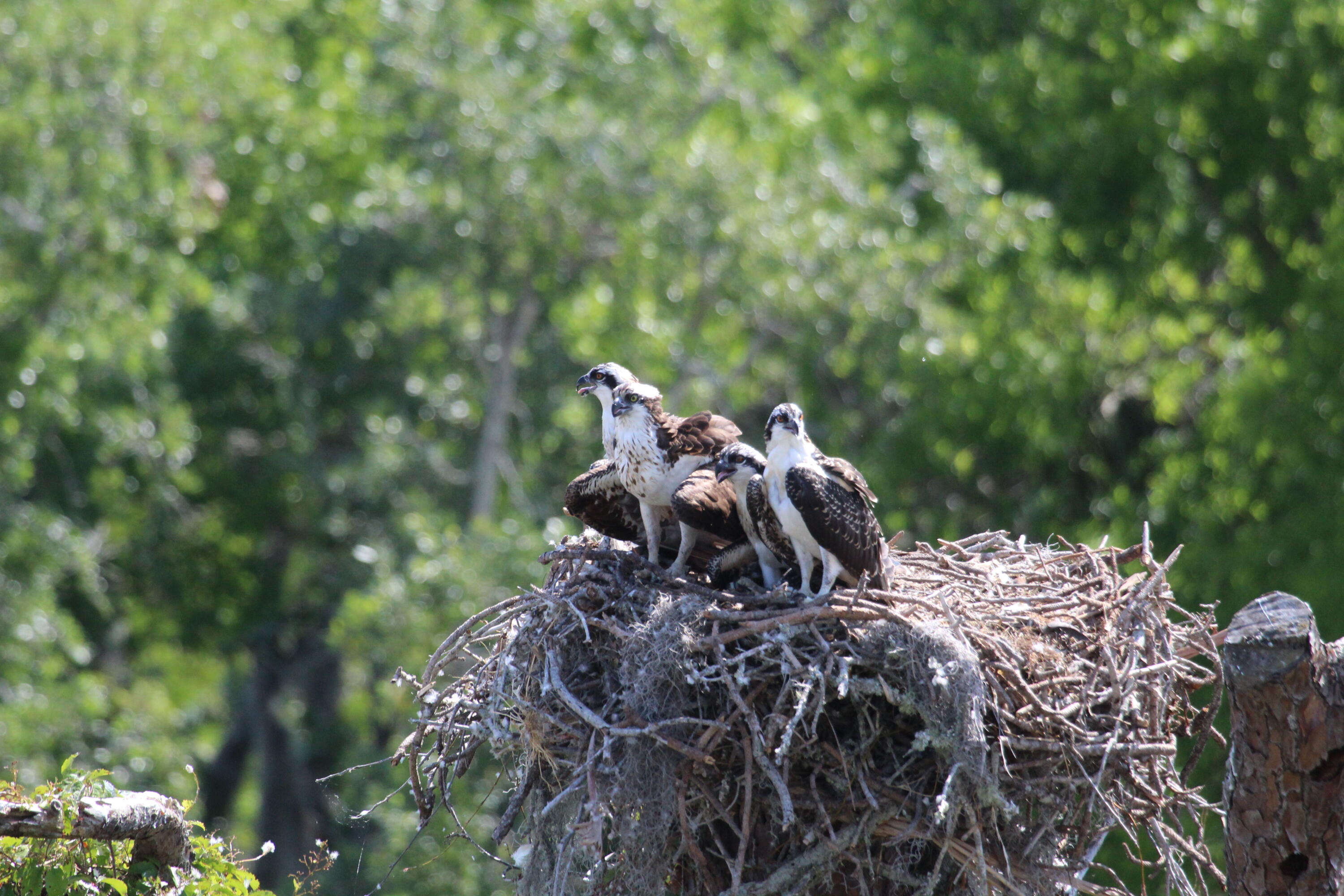735 Pilot Lane, Unit 314 Merritt Island, FL 32952 - Photo 35 of 41 a view of a tree in front of a tree