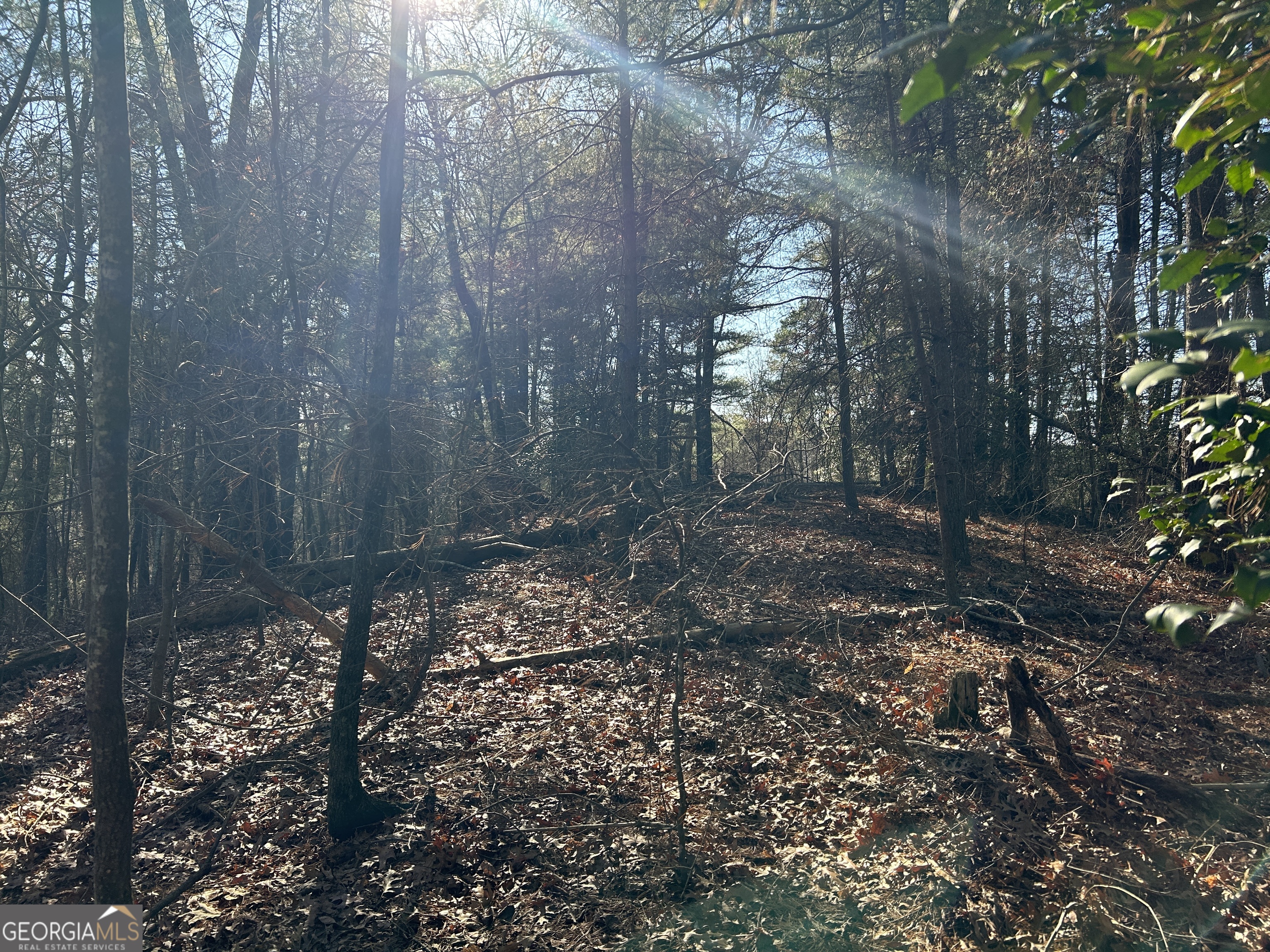 0 Twin River Orchard Road, Unit TRACT 4 Demorest, GA 30535 - Photo 14 of 15 a view of a forest that has large trees