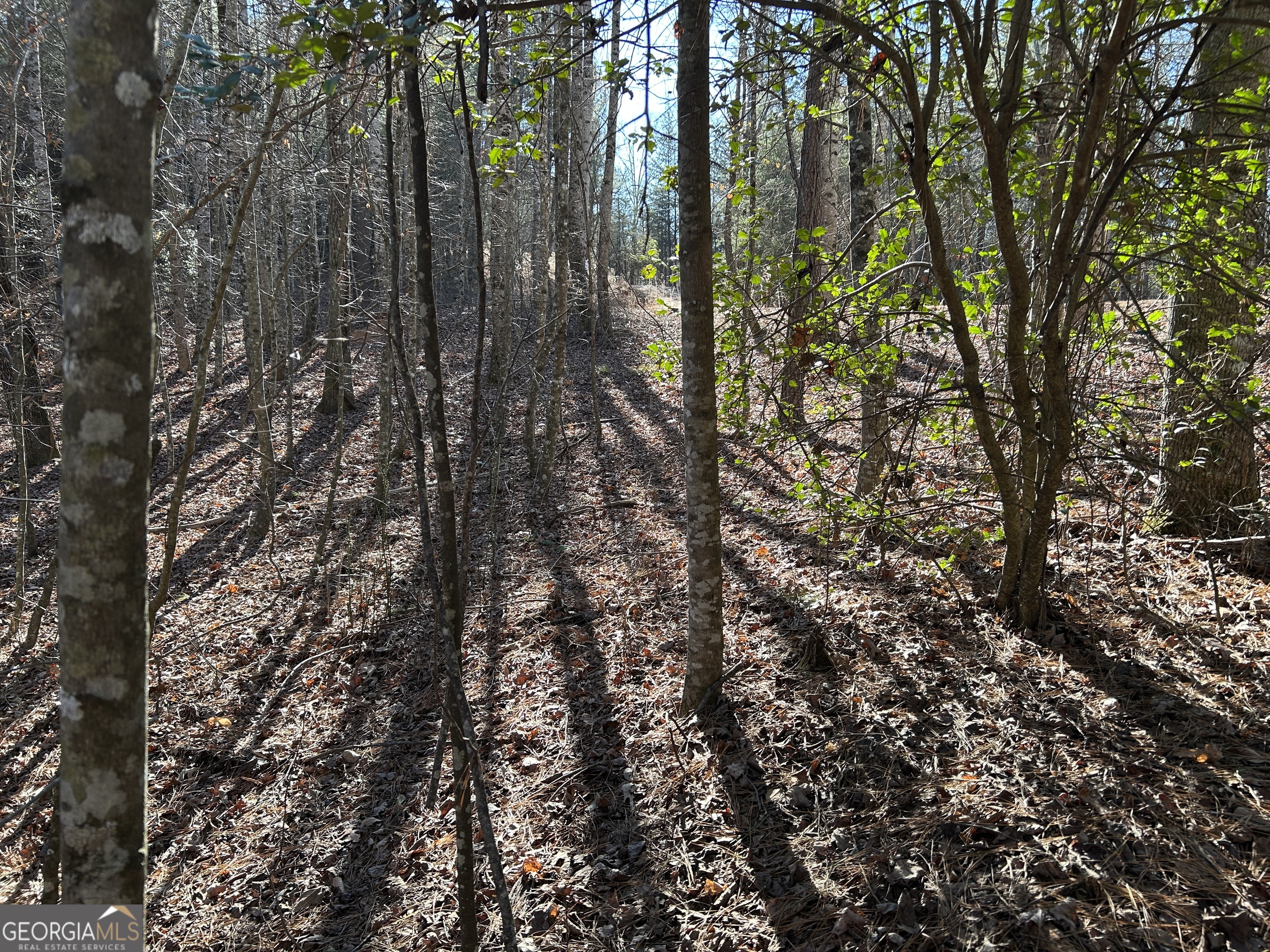 0 Twin River Orchard Road, Unit TRACT 4 Demorest, GA 30535 - Photo 6 of 15 a view of forest