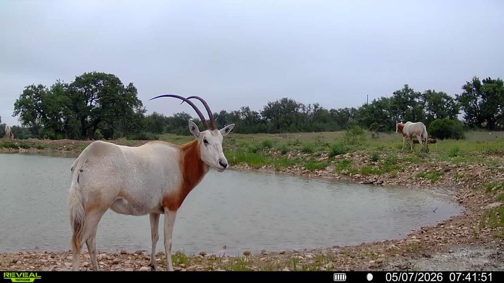 0 Oak Ridge Ranch Junction Junction, TX 76849 - Photo 20 of 22