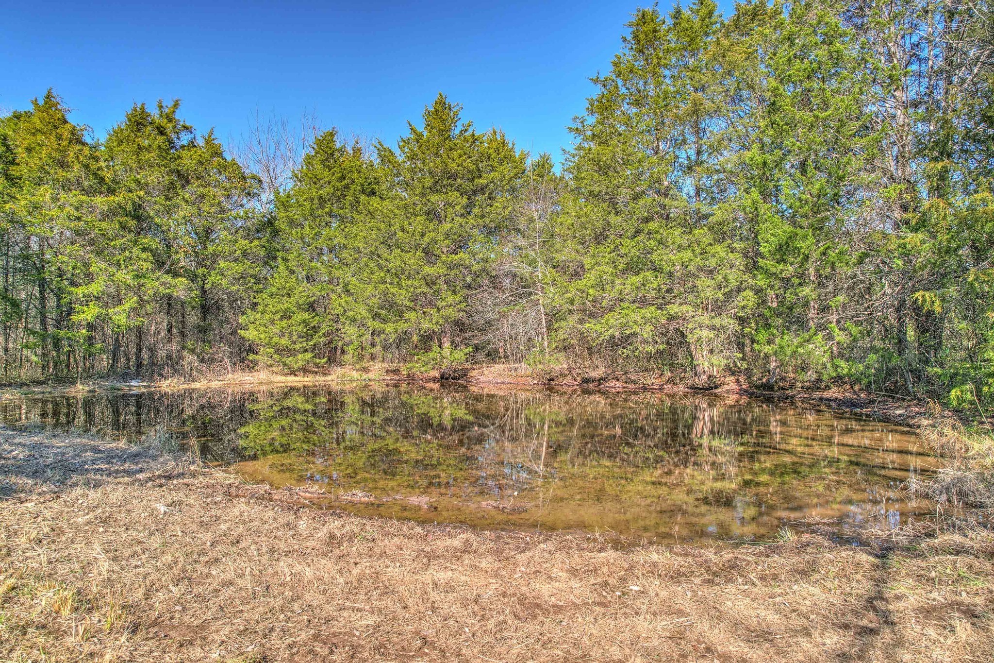 1630 McCrary Road Lebanon, TN 37090 - Photo 40 of 46 a view of a forest with a tree