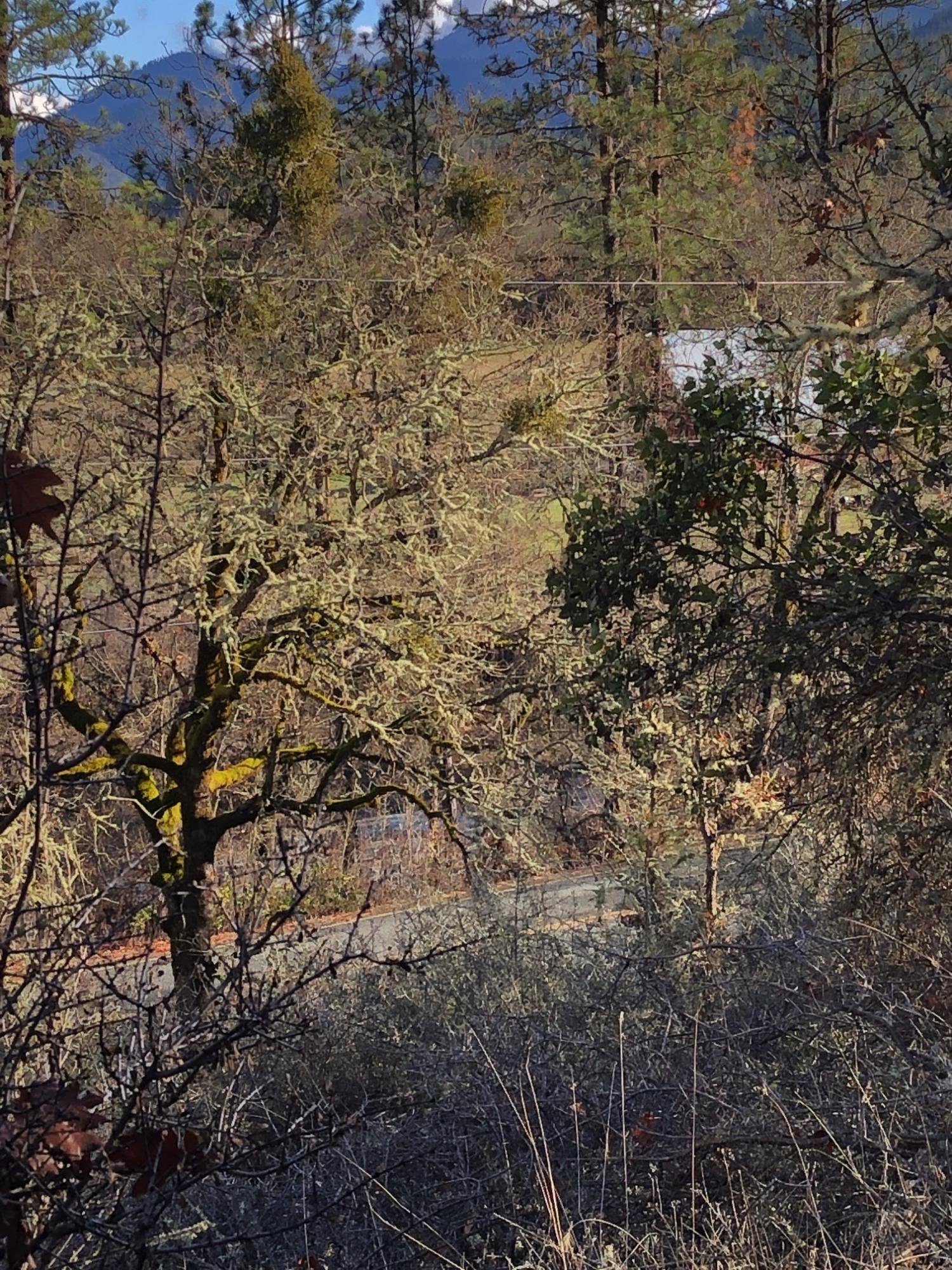 0 Messinger Road Williams, OR 97544 - Photo 11 of 13 NEAR THE ROAD