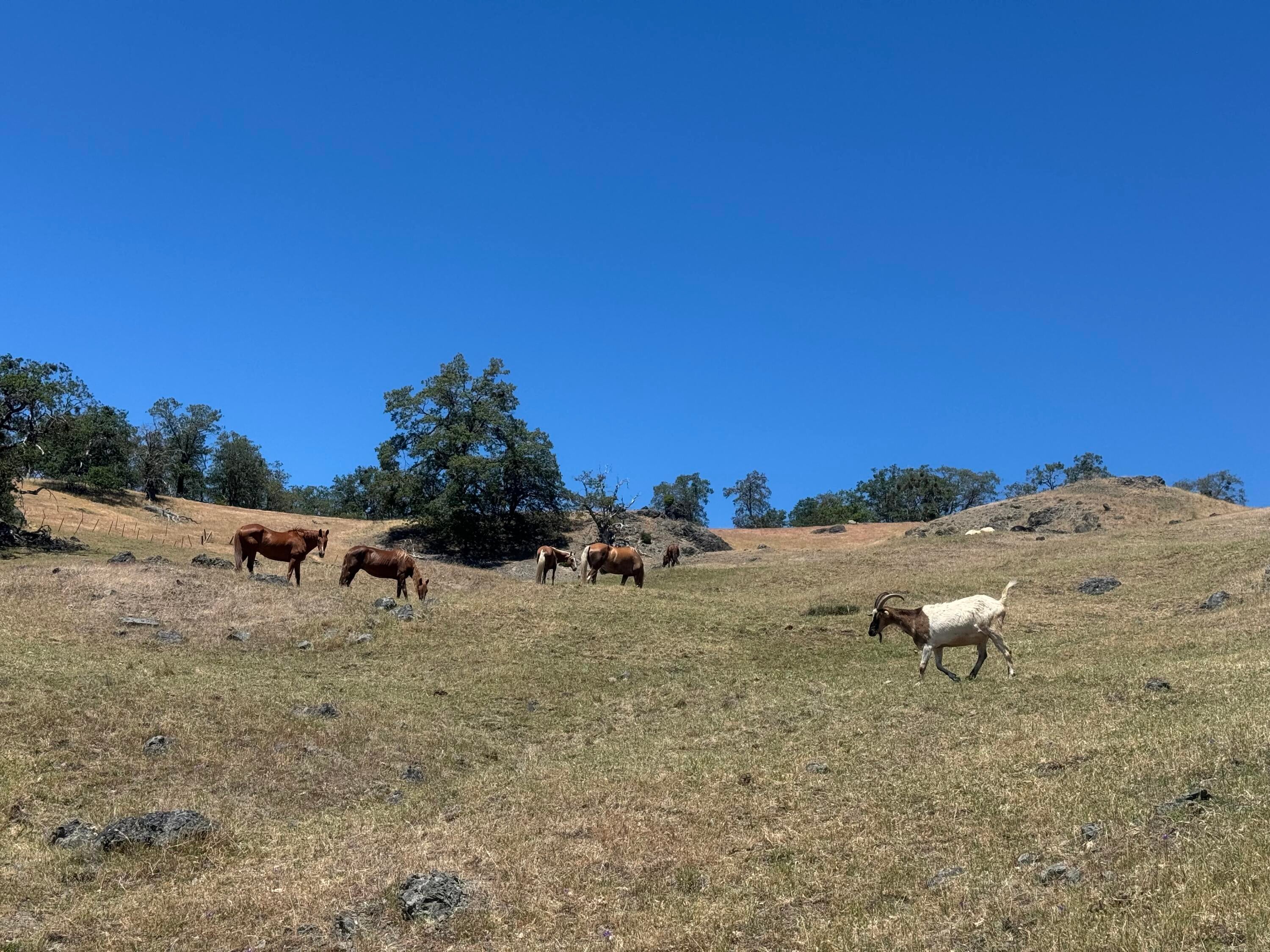 12575 Buck Mountain Road Bridgeville, CA 95526 - Photo 26 of 30 Gallery Image 26
