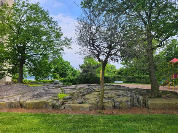 a view of a park with large trees