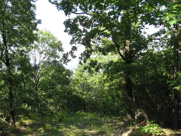 a view of a tree